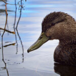 2025年生肖开奖记录最新查询与历史数据分析 bu12km