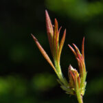 2025年最新开奖记录结果查询与历史数据汇总 dh2h0knba0