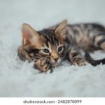 2025年最新排列三开奖记录完整版查询 g3ux44