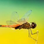 G1联赛巅峰对决直播:见证冠军荣耀诞生时刻 lyxgy